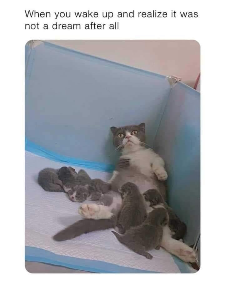When you wake up and realize it was not a dream after all