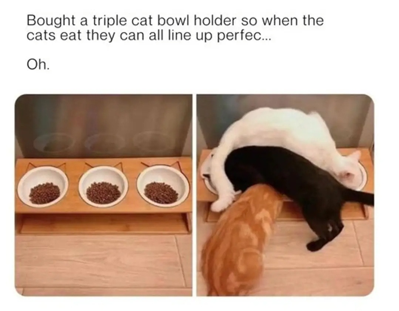 Bought a triple cat bowl holder so when the cats eat they can all line up perfec... Oh.
