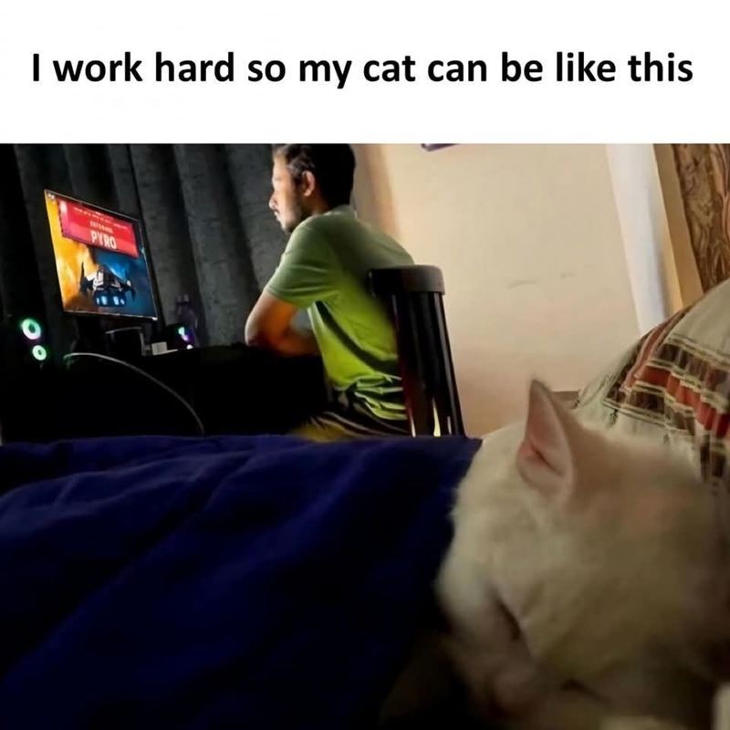 I work hard so my cat can be like this PYRO