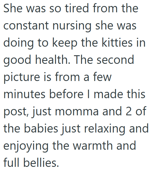 She was so tired from the constant nursing she was doing to keep the kitties in good health. The second picture is from a few minutes before I made this post, just momma and 2 of the babies just relaxing and enjoying the warmth and full bellies.