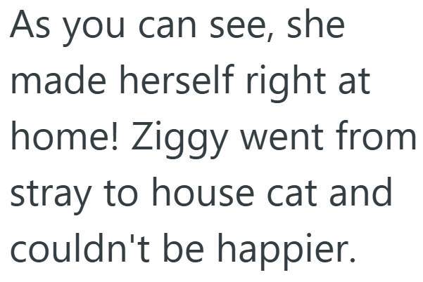 As you can see, she made herself right at home! Ziggy went from stray to house cat and couldn't be happier.