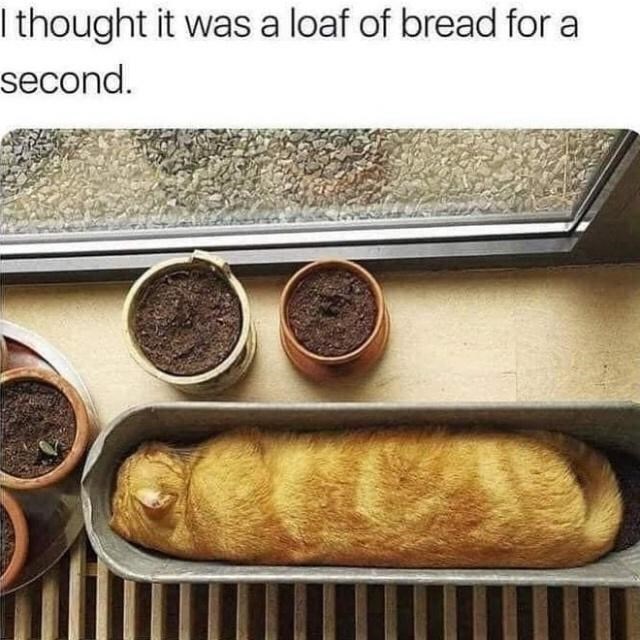 I thought it was a loaf of bread for a second.