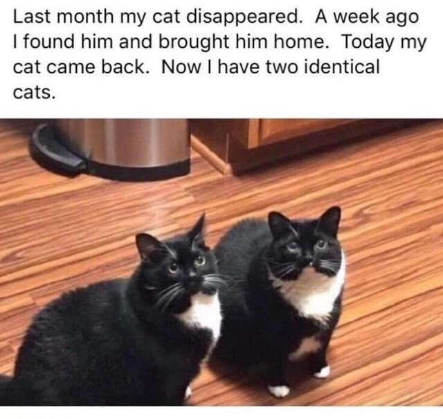 Last month my cat disappeared. A week ago I found him and brought him home. Today my cat came back. Now I have two identical cats.