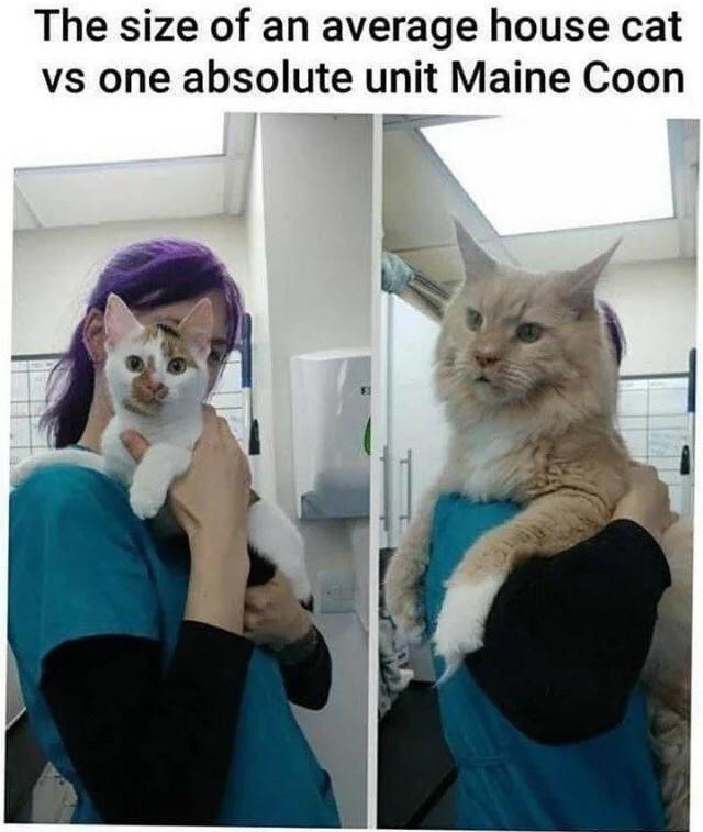The size of an average house cat vs one absolute unit Maine Coon