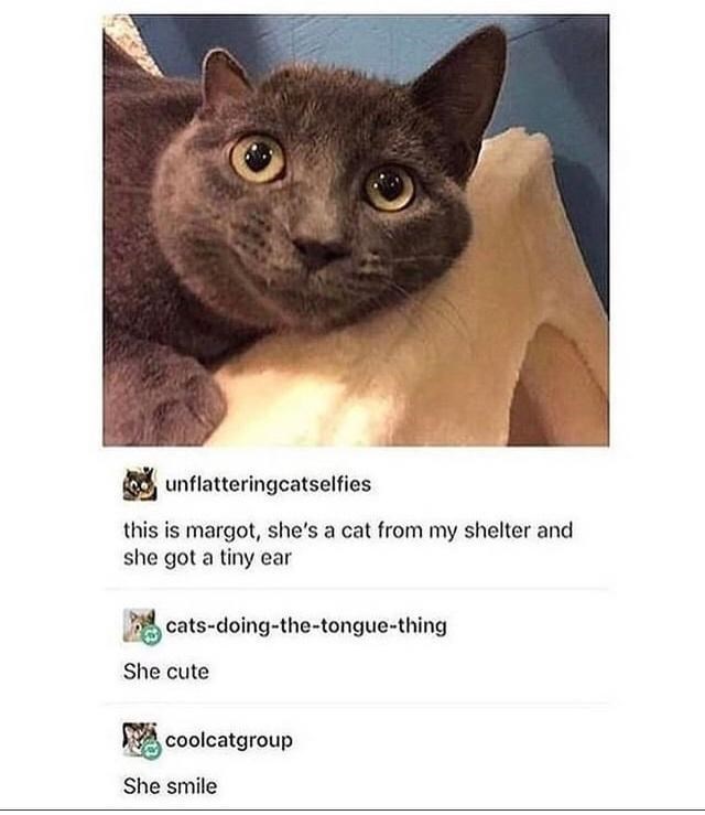 unflatteringcatselfies this is margot, she's a cat from my shelter and she got a tiny ear cats-doing-the-tongue-thing She cute coolcatgroup She smile