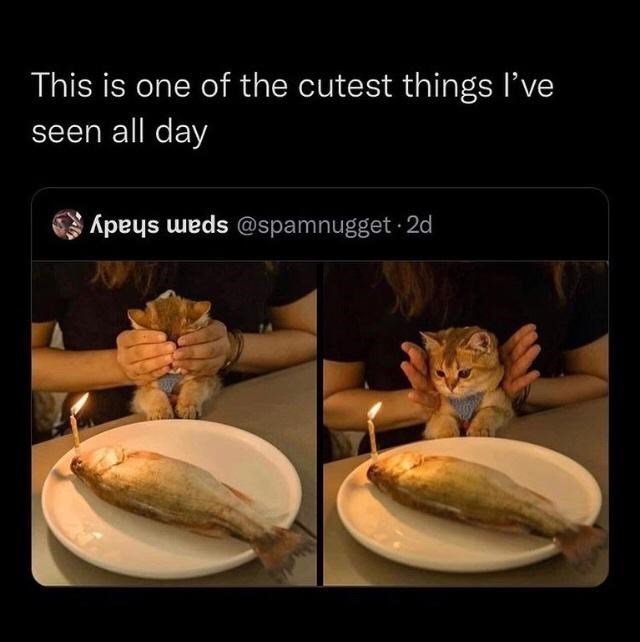 This is one of the cutest things I've seen all day Apeys weds @spamnugget. 2d
