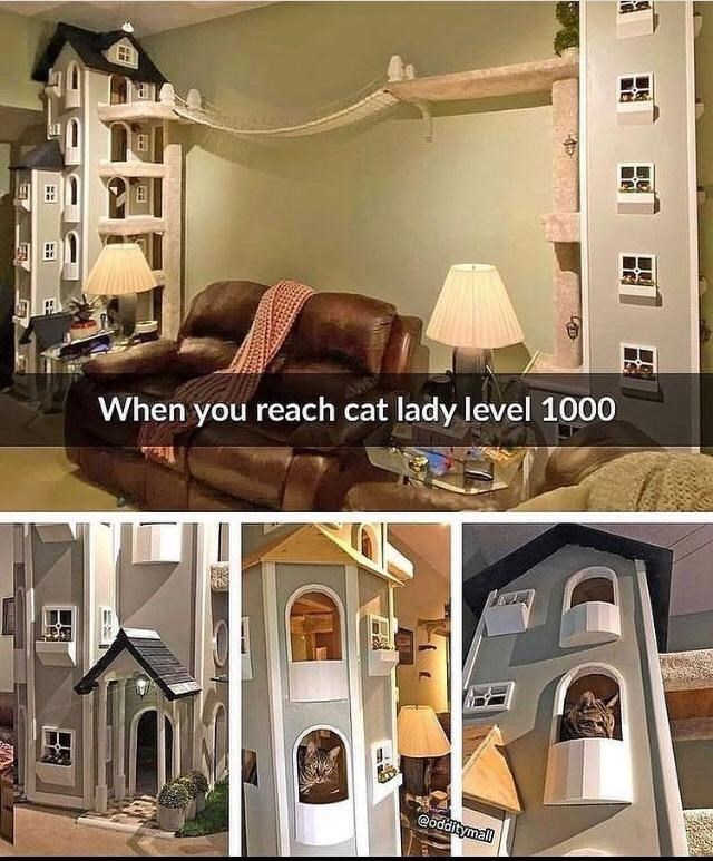 == When you reach cat lady level 1000 @odditymall