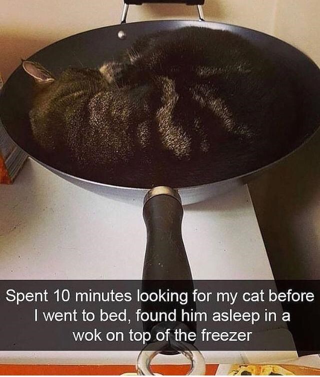 Spent 10 minutes looking for my cat before I went to bed, found him asleep in a wok on top of the freezer