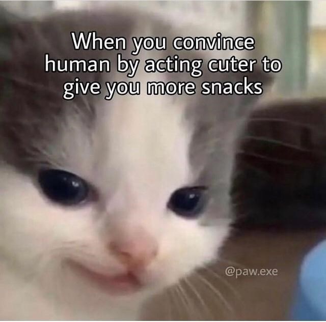 When you convince human by acting cuter to give you more snacks @paw.exe