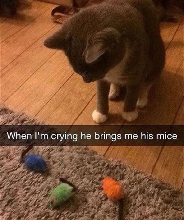 When I'm crying he brings me his mice