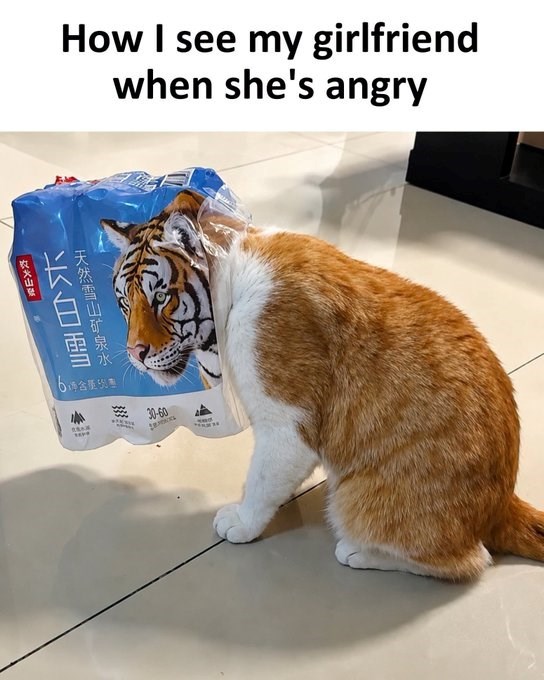 How I see my girlfriend when she's angry 天然雪山矿泉水 长白雪 故大山登 6凍含櫃機車 TRAM 30-60