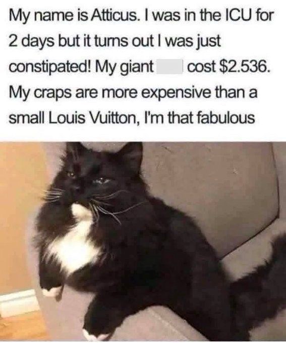 My name is Atticus. I was in the ICU for 2 days but it turns out I was just constipated! My giant cost $2.536. My craps are more expensive than a small Louis Vuitton, I'm that fabulous