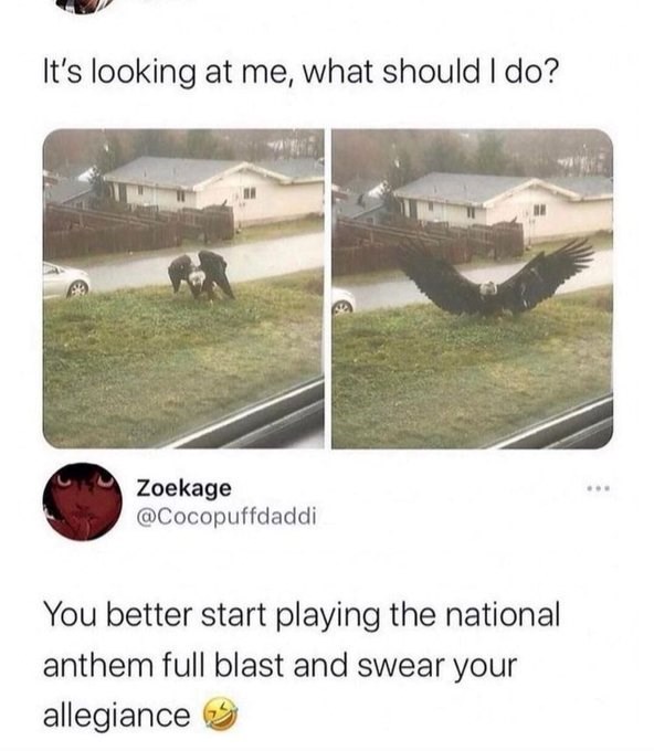 It's looking at me, what should I do? Zoekage @Cocopuffdaddi You better start playing the national anthem full blast and swear your allegiance