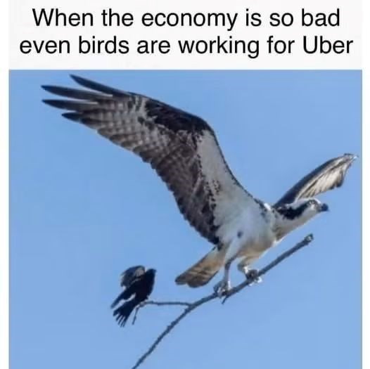 When the economy is so bad even birds are working for Uber