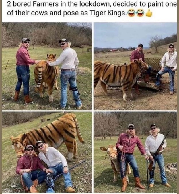 2 bored Farmers in the lockdown, decided to paint one of their cows and pose as Tiger Kings.