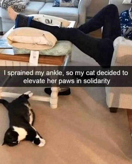 I sprained my ankle, so my cat decided to elevate her paws in solidarity