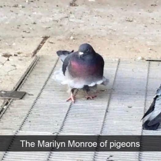 The Marilyn Monroe of pigeons