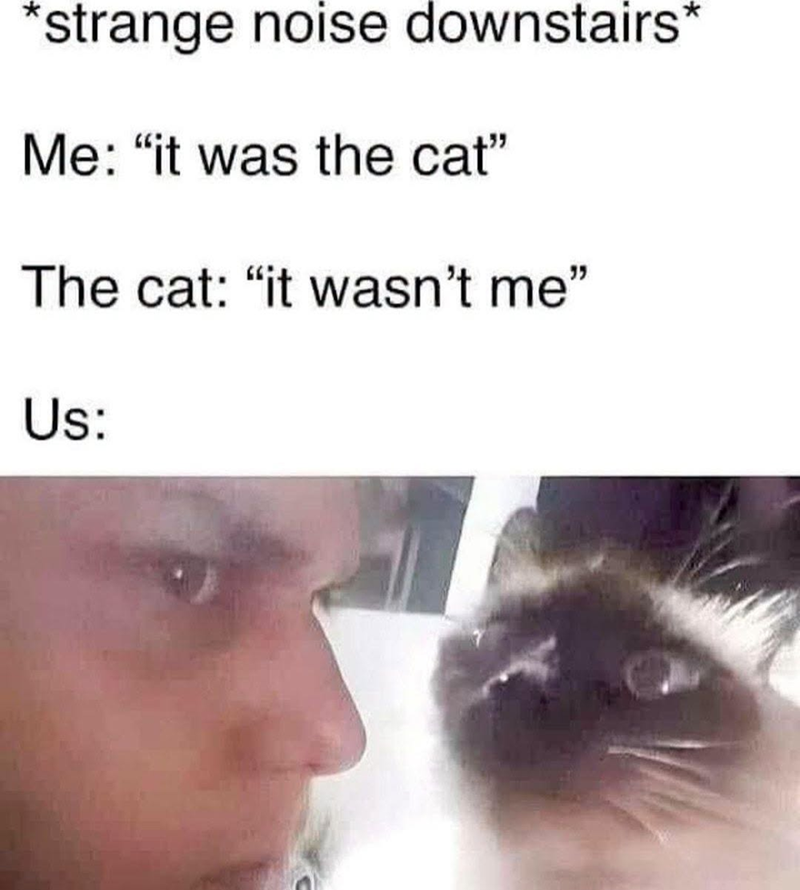 *strange noise downstairs* Me: "it was the cat" The cat: "it wasn't me" Us: