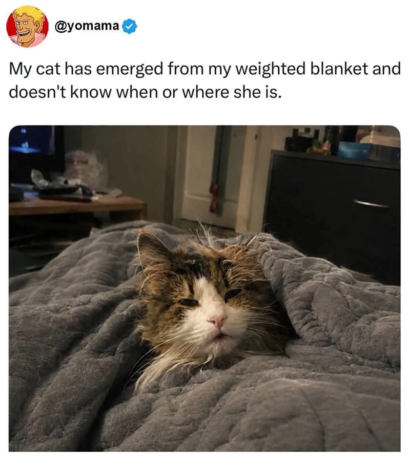 @yomama My cat has emerged from my weighted blanket and doesn't know when or where she is.