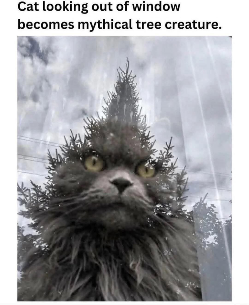 Cat looking out of window becomes mythical tree creature.