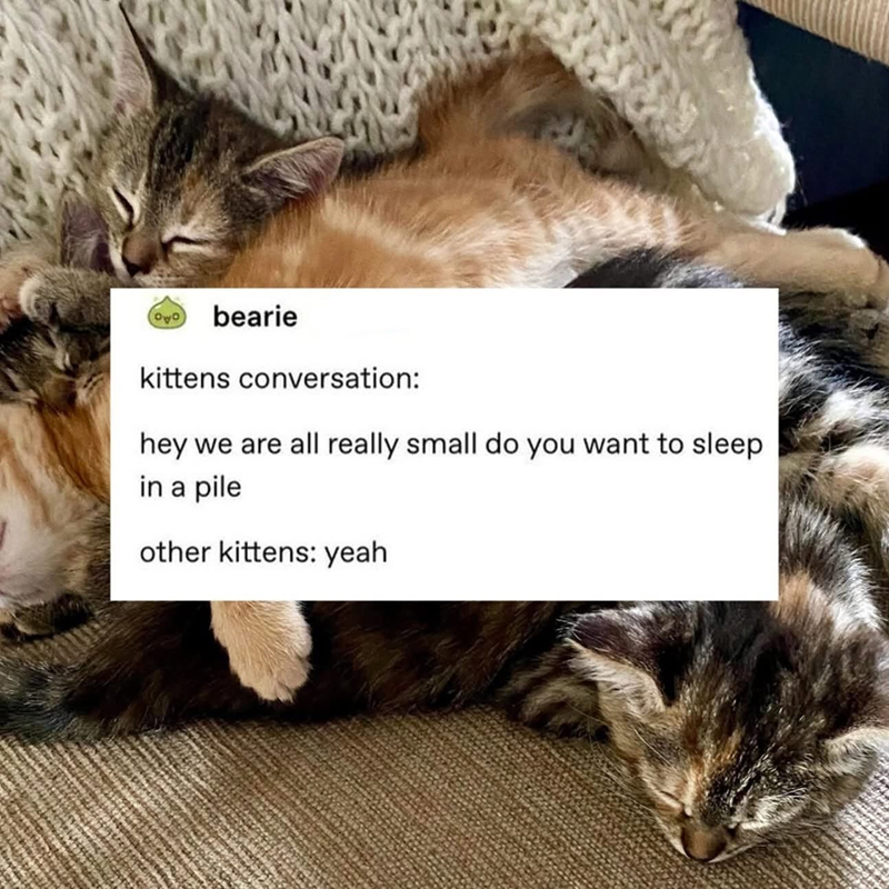 OLO bearie kittens conversation: hey we are all really small do you want to sleep in a pile other kittens: yeah