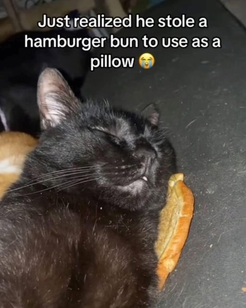 Just realized he stole a hamburger bun to use as a pillow