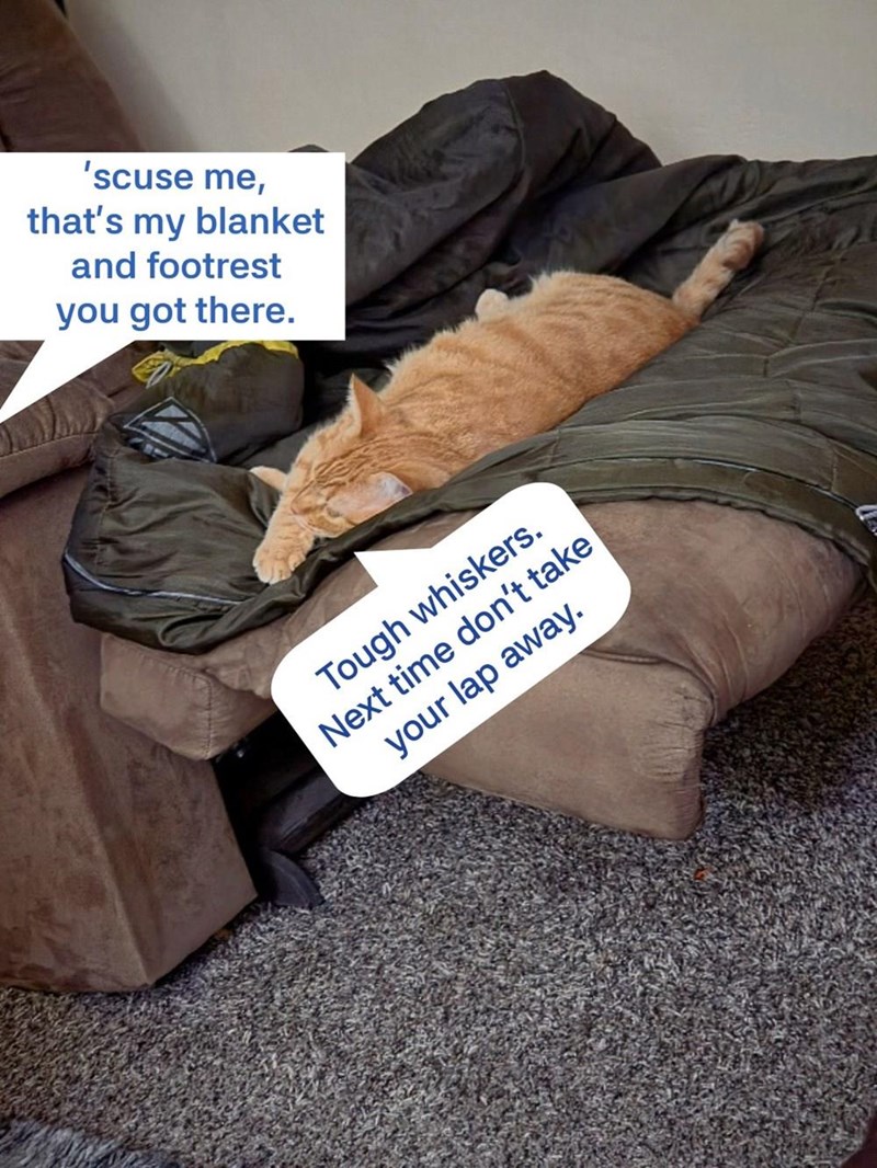 'scuse me, that's my blanket and footrest you got there. Tough whiskers. Next time don't take your lap away.