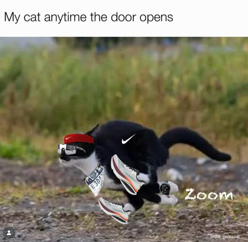 My cat anytime the door opens E304 Zoom @the pizzacat