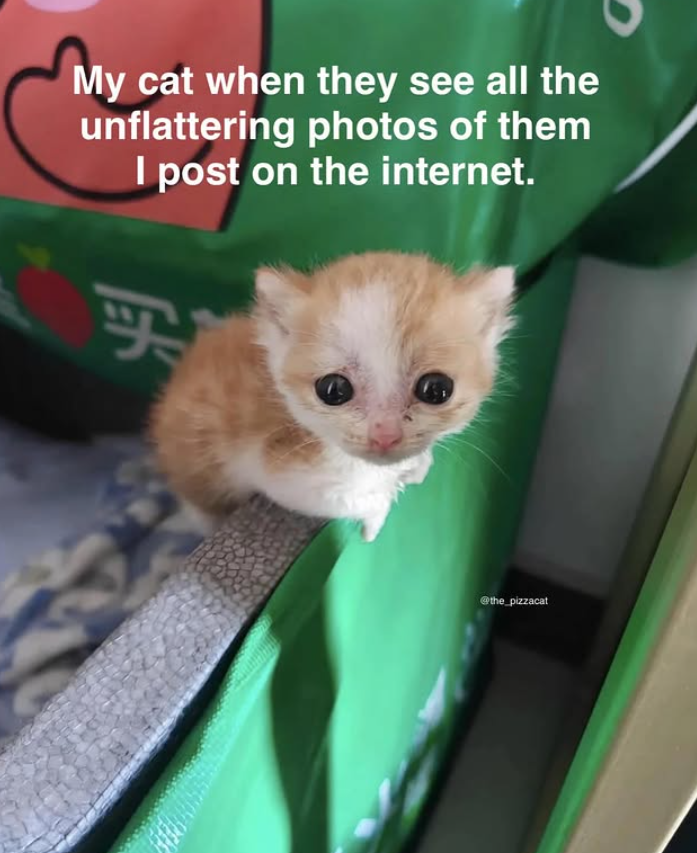 My cat when they see all the unflattering photos of them I post on the internet. FF @the_pizzacat