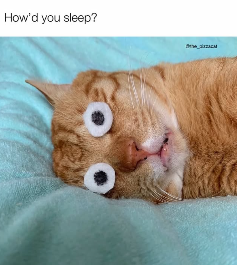 How'd you sleep? @the_pizzacat