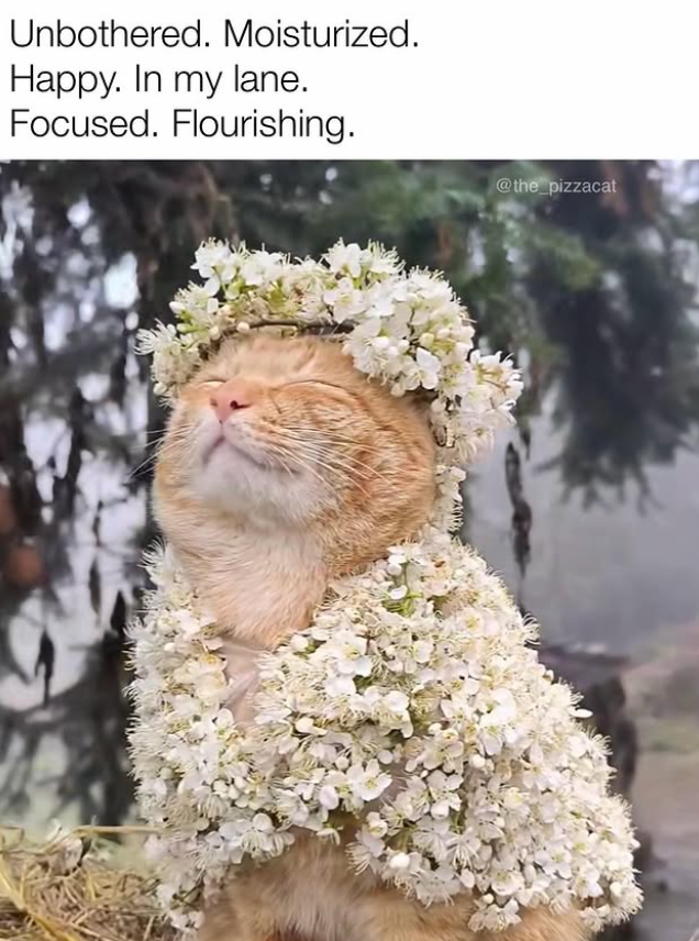 Unbothered. Moisturized. Happy. In my lane. Focused. Flourishing. @the_pizzacat