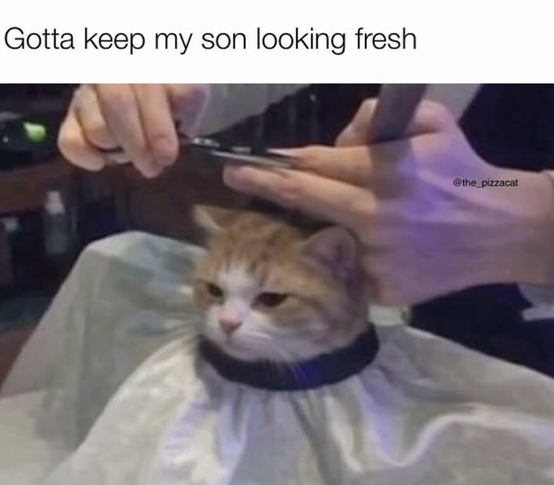 Gotta keep my son looking fresh @the_pizzacat