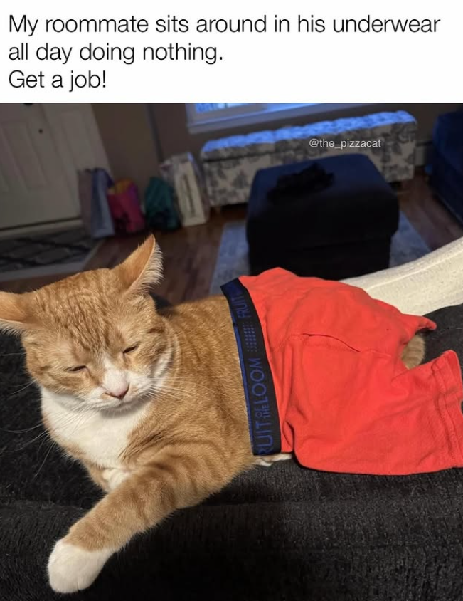 My roommate sits around in his underwear all day doing nothing. Get a job! RUIT LOOMFRUIT @the_pizzacat