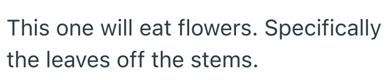 This one will eat flowers. Specifically the leaves off the stems.