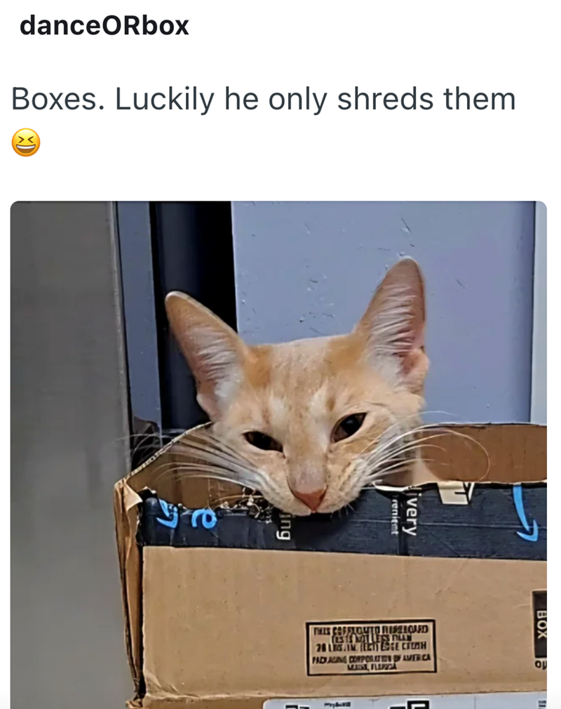 danceORbox Boxes. Luckily he only shreds them Ang ivery renient THES COFFIQUED REPERCUED TESTS NOT LESS FILAM 28 LGMENT ESTE CREAH FIDI AGING CORPORATIONS OF AMERICA MERING, FLANZZA BOX ομ