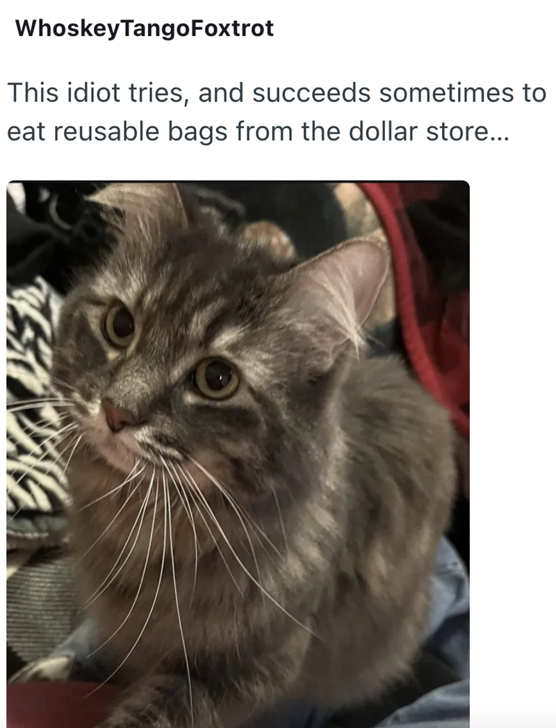 Whoskey TangoFoxtrot This idiot tries, and succeeds sometimes to eat reusable bags from the dollar store...