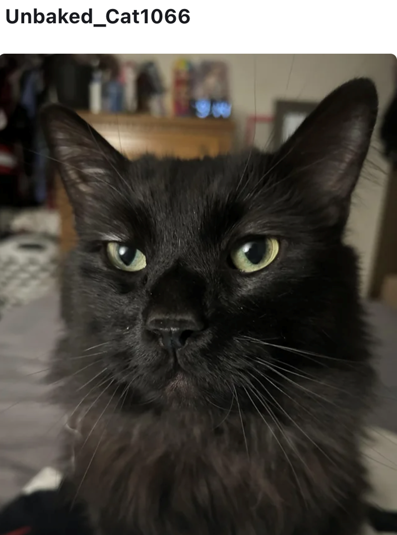 Unbaked_Cat1066