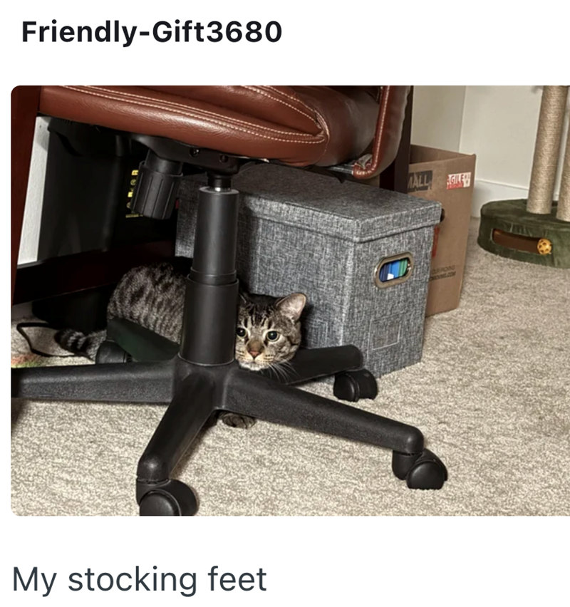 Friendly-Gift3680 My stocking feet ALL AGILE