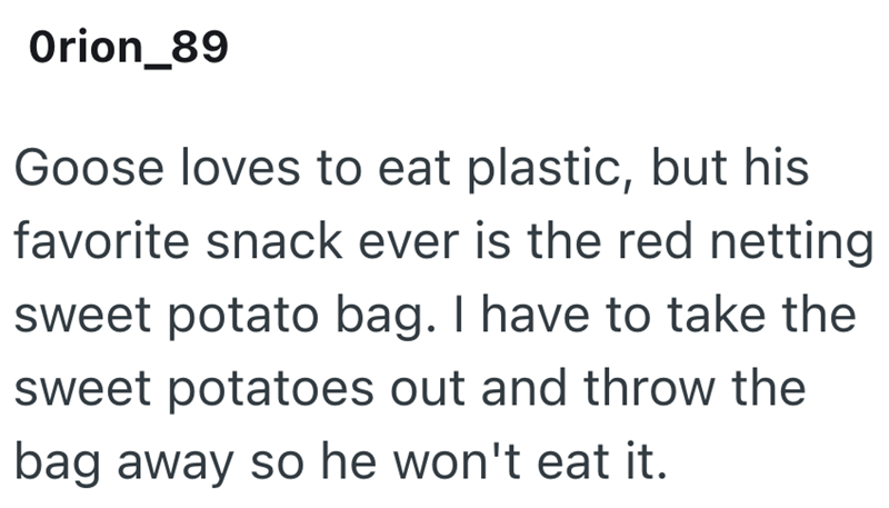 Orion_89 Goose loves to eat plastic, but his favorite snack ever is the red netting sweet potato bag. I have to take the sweet potatoes out and throw the bag away so he won't eat it.