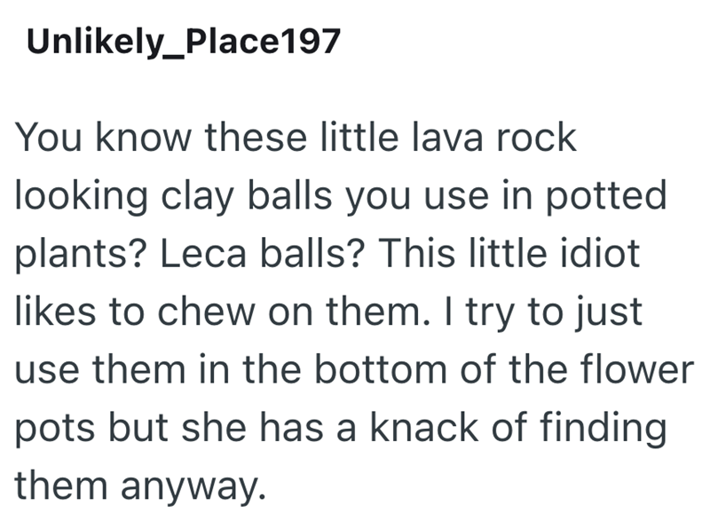 Unlikely_Place197 You know these little lava rock looking clay balls you use in potted plants? Leca balls? This little idiot likes to chew on them. I try to just use them in the bottom of the flower pots but she has a knack of finding them anyway.