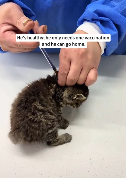 He's healthy; he only needs one vaccination and he can go home.