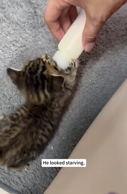He looked starving.