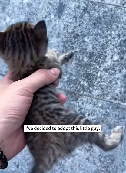 I've decided to adopt this little guy.