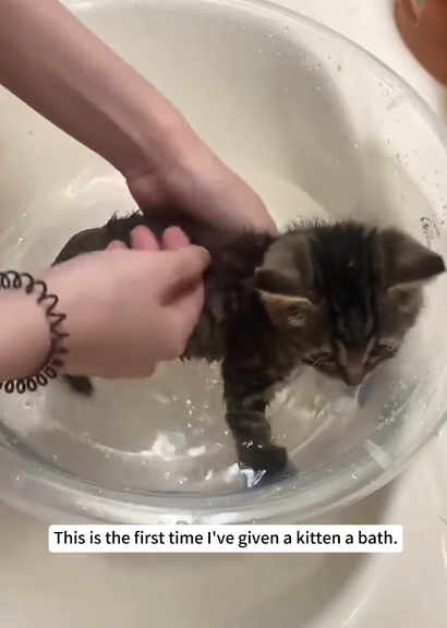 This is the first time I've given a kitten a bath.