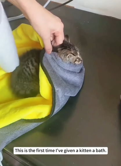 This is the first time I've given a kitten a bath.