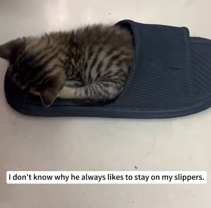 I don't know why he always likes to stay on my slippers.