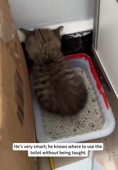 He's very smart; he knows where to use the toilet without being taught.