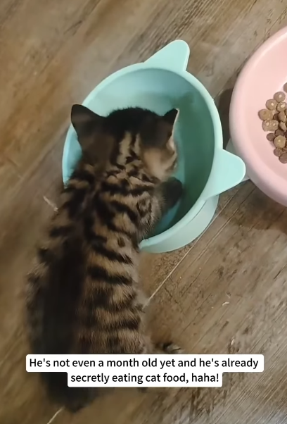 He's not even a month old yet and he's already secretly eating cat food, haha!