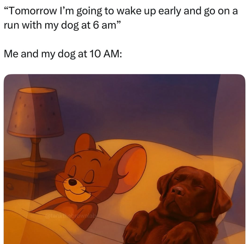 "Tomorrow I'm going to wake up early and go on a run with my dog at 6 am" Me and my dog at 10 AM: @tankthebrownlab