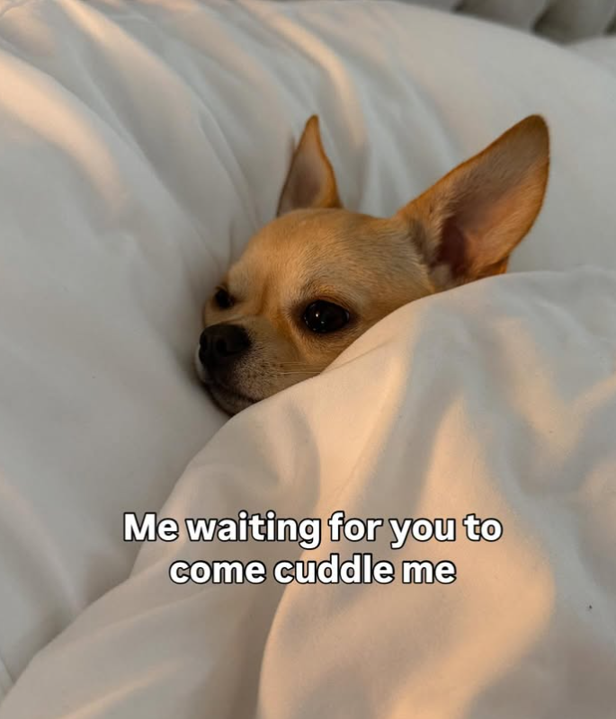 Me waiting for you to come cuddle me